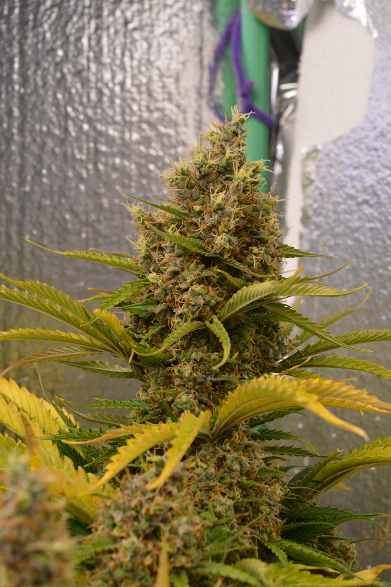 🐋 Moby Dick Auto🐋
A monstrous Sativa. An enormous autoflower that’ll grow up to 150cm!
Up to 23% THC. A great choice for Sativa lovers seeking creative, mood-boosting effects.
Get 15% OFF with the code TWITTER
By 👨‍🌾canna trope