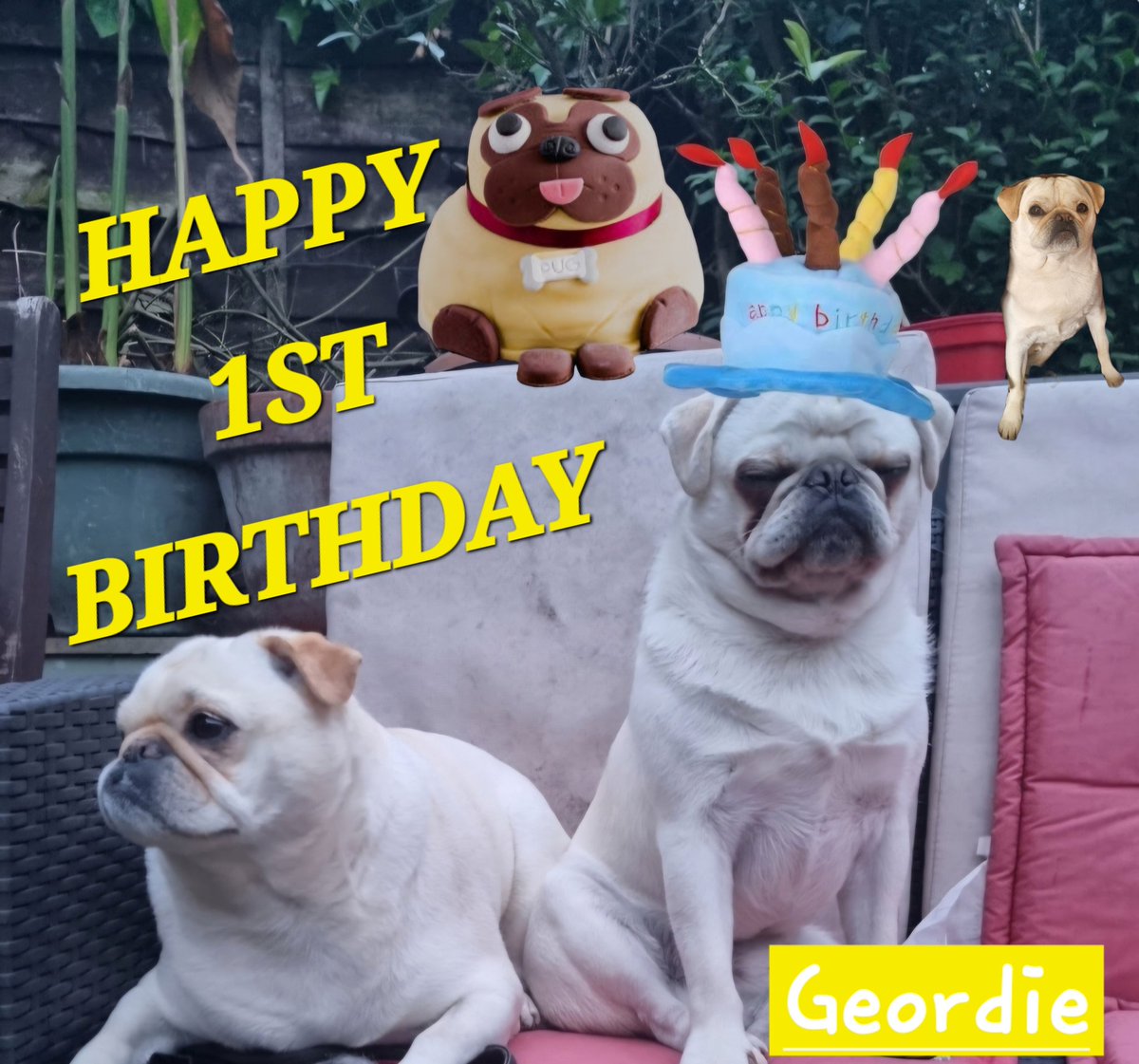 The little naughty lad is one today!🎂 #Pugtalk #pug #Puglia #puglife #puppy #birthdayboy #birthday #BankHoliday