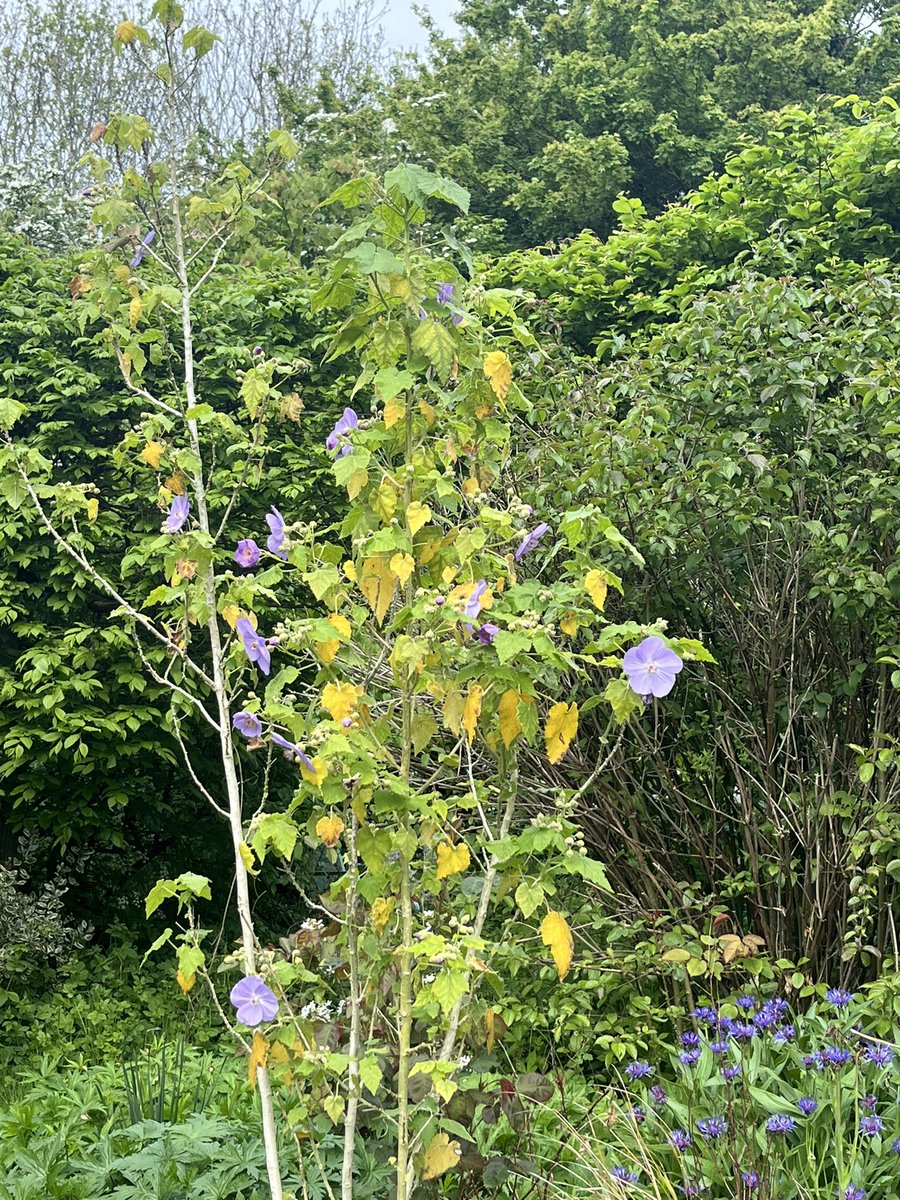 Abutilon vitifolium is reaching peak mauve #GardeningTwitter #gardeningX #mygarden #BankHoliday