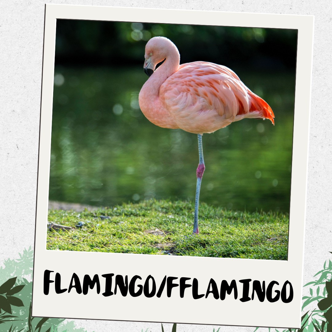Why do Flamingos stand on one leg?
How do Flamingos get their pink colouration?

Discover the answers to these questions and more as we delve into the lives of our fascinating Flamingos!
youtu.be/X5wXMR2MHag
#SupportingConservation #NationalZooOfWales #Eryri360 #Flamingo