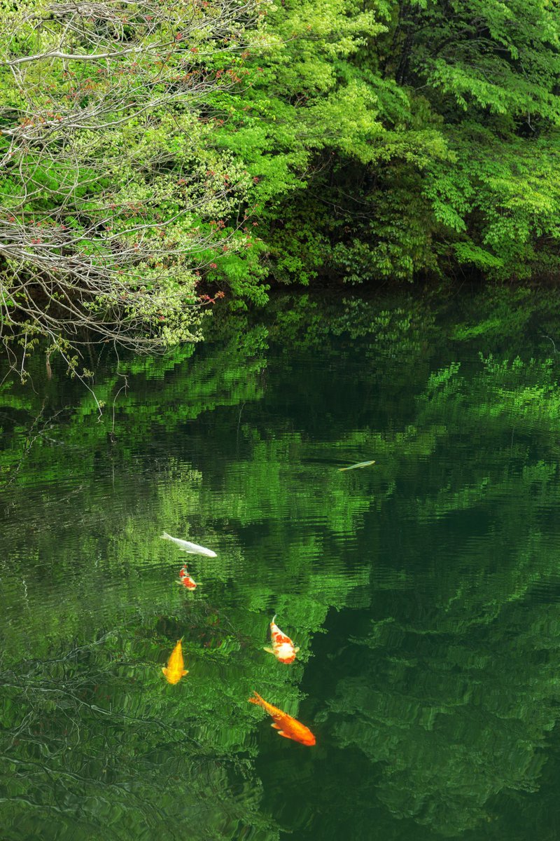 #GWを写真4枚で振り返る

三重県の新緑を巡りました🟢

１枚目：北畠神社（津市）
２枚目：円光寺（津市）
３枚目：泰運寺（松阪市）
４枚目：真手公園（大台町）