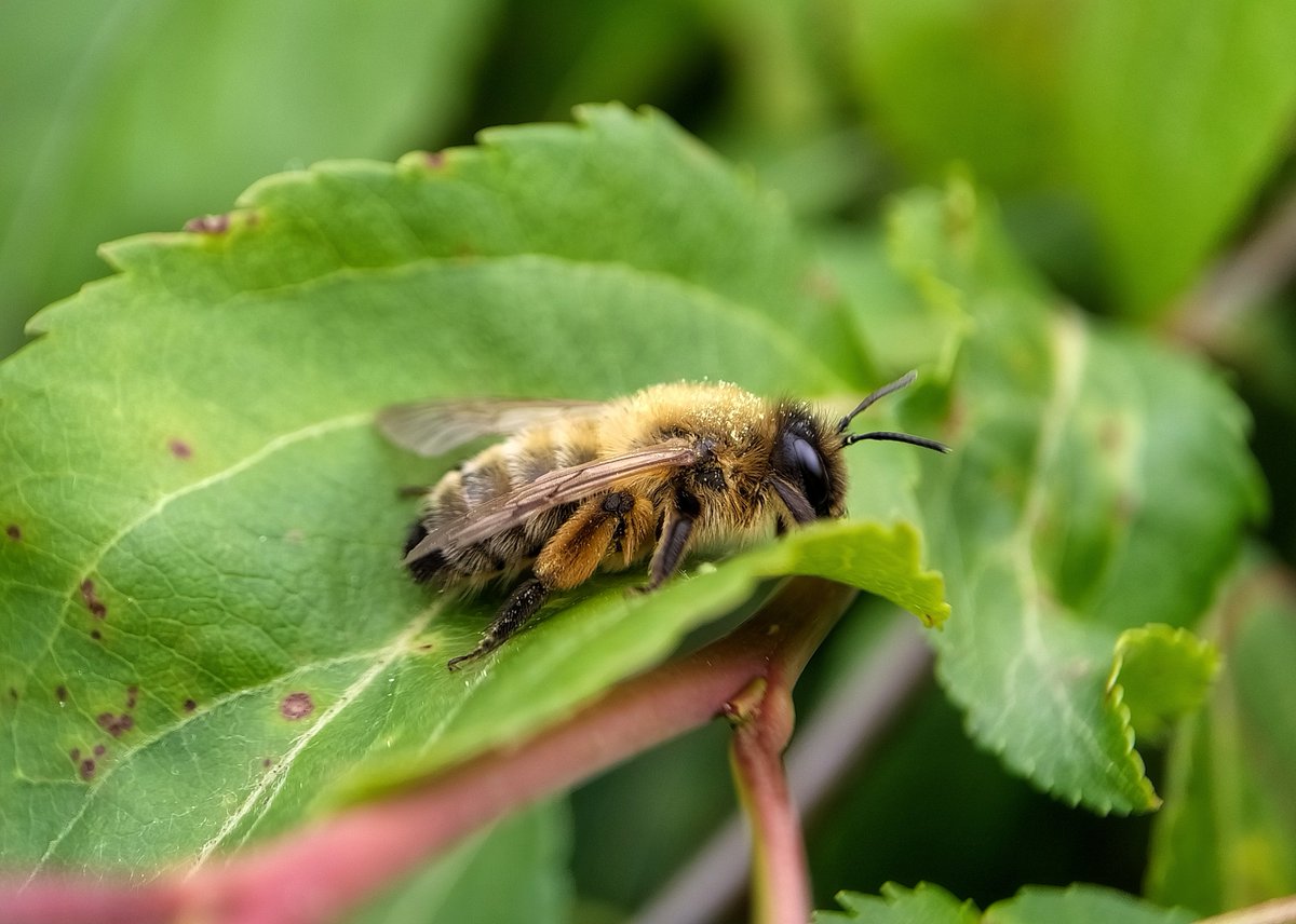 A female Buffish Mining bee, Andrena nigroaenea. So fluffy. Fluffish mining bee.🐝💚🍃