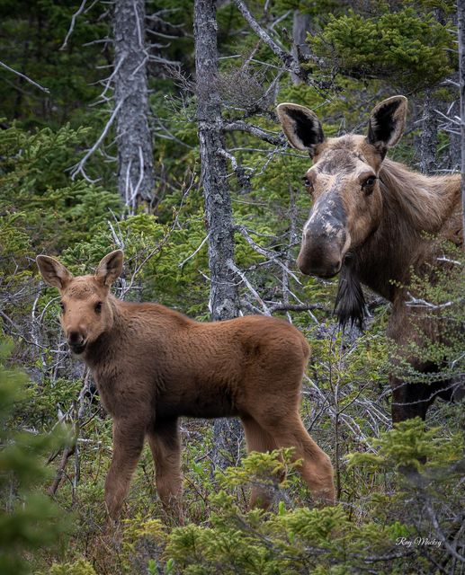 Good morning! Mamma Moose and her child, (calf) in Kings Point, Newfoundland and Labrador, Canada. Photographed by Ray Mackey Photography...