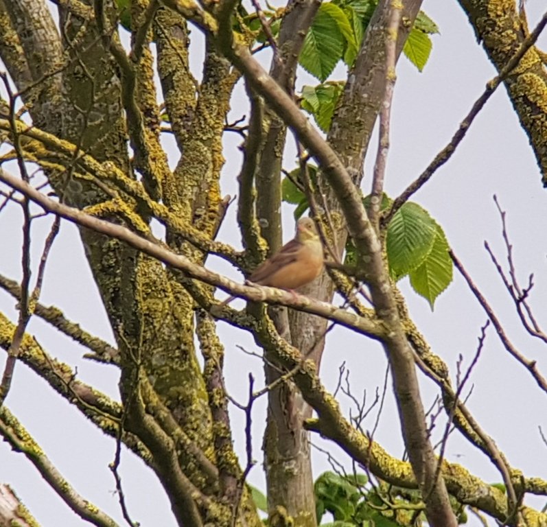 Male Ortolan Bunting Hornsea mere this morning.