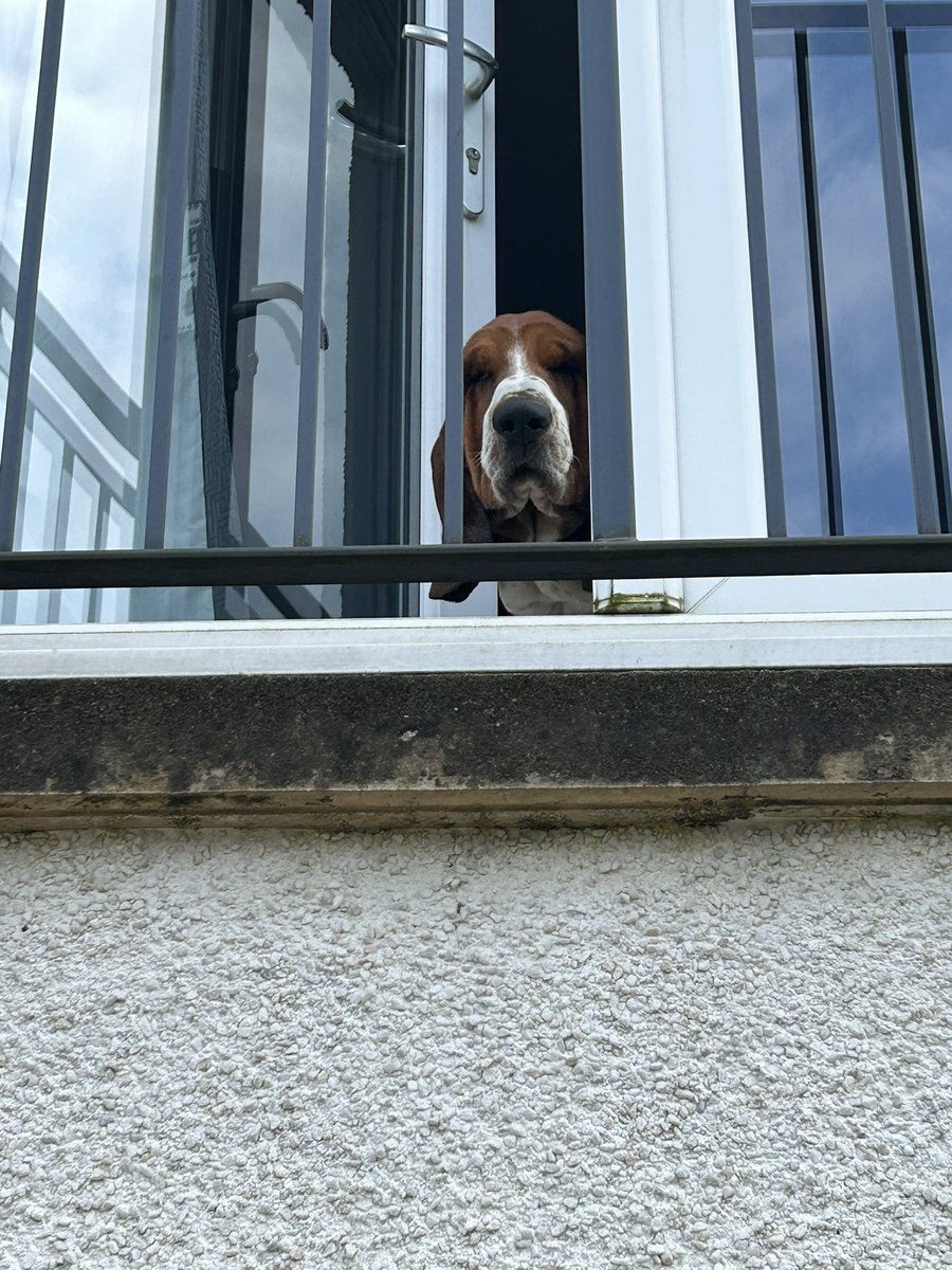 Is Coop, the neighbourhood snoop!