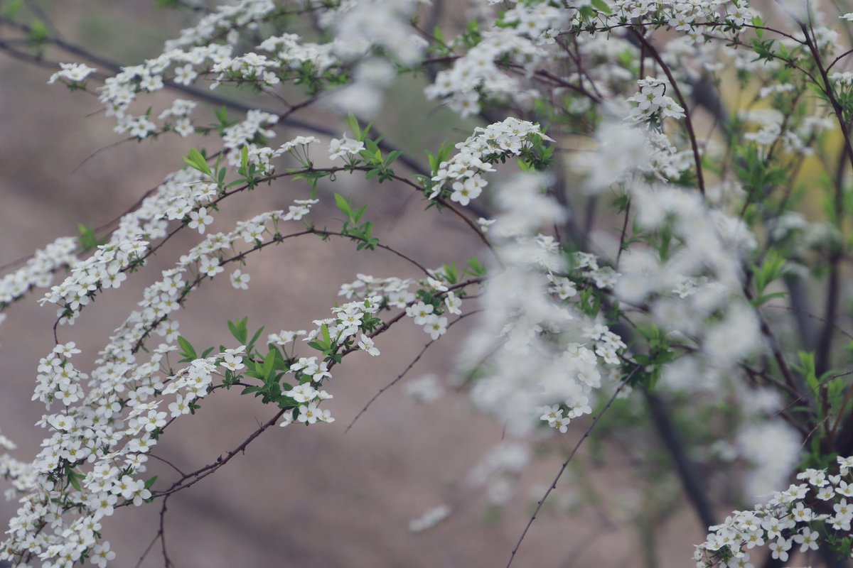 奥行き😌

#写真好きな人と繋がりたい 
#キリトリセカイ 
#photography 
#春 #福島 #ユキヤナギ