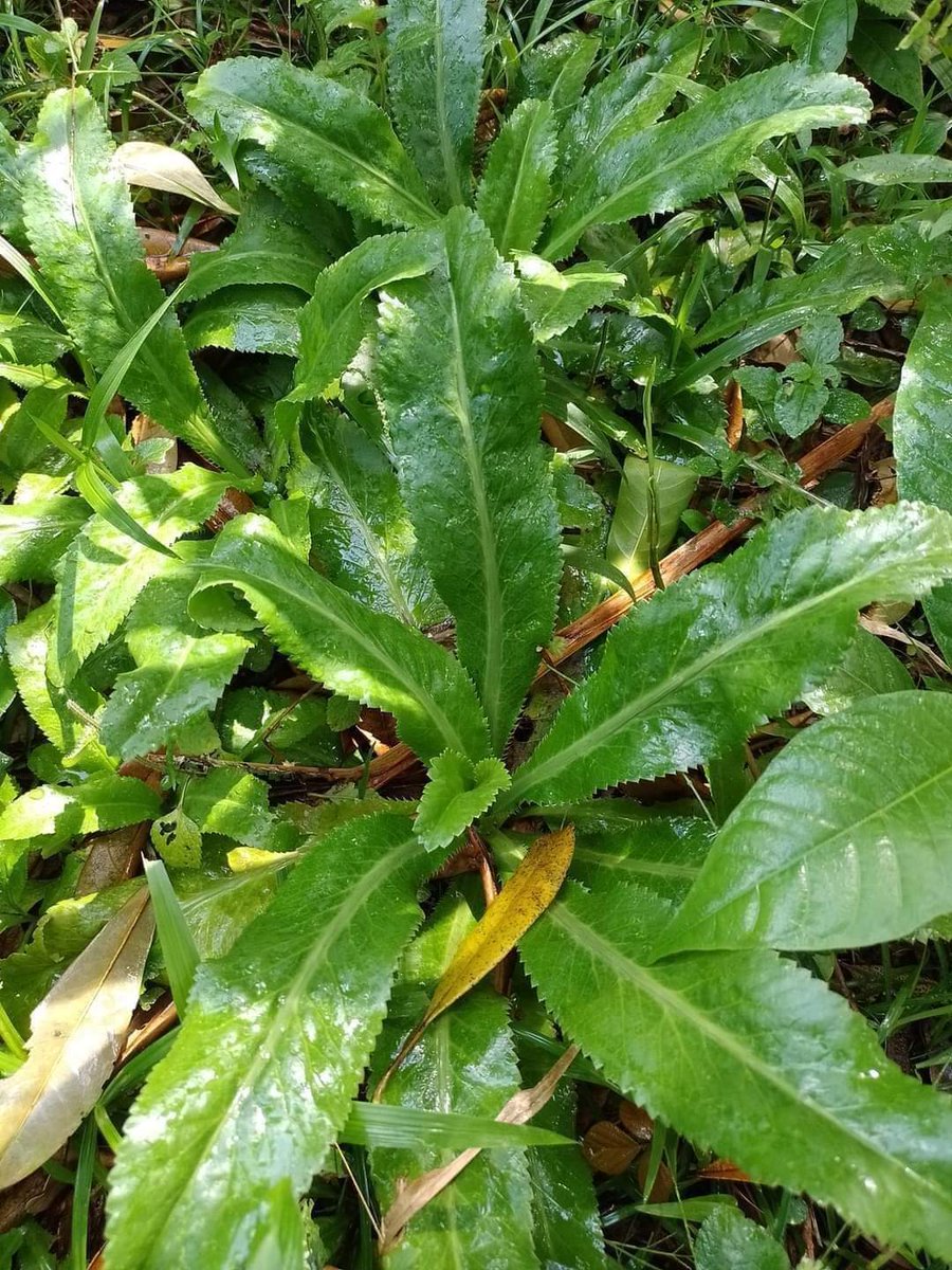 Con qué nombre conocen ustedes esta yerba?? 🤔🤔🤔🤔