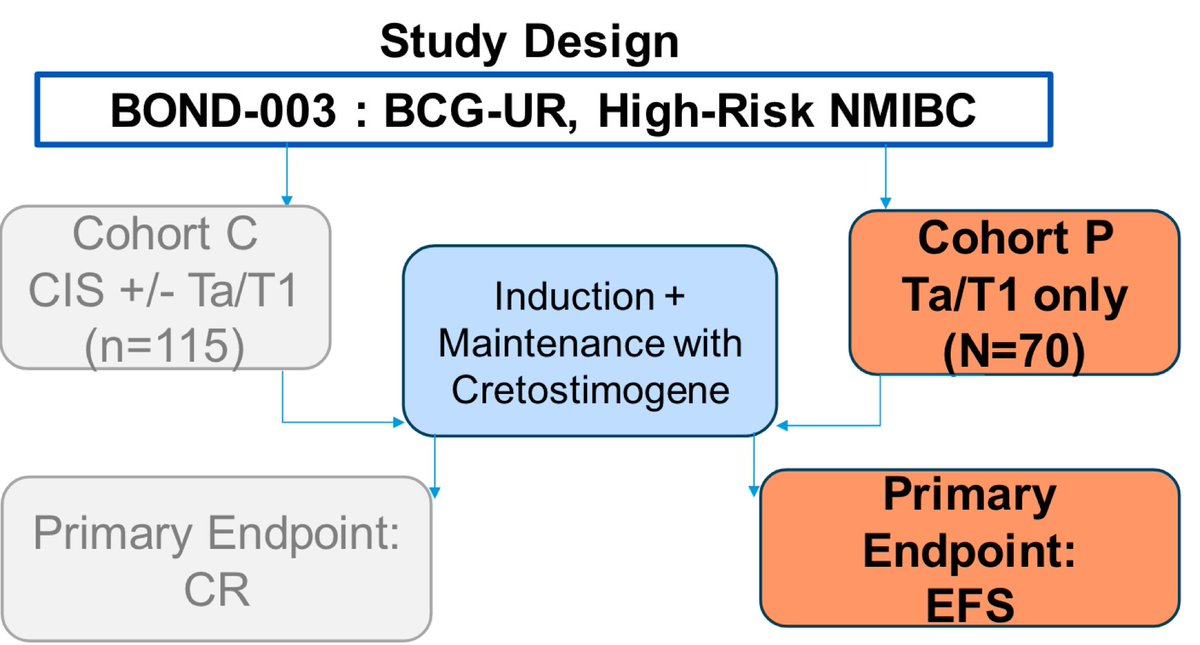 #AUA24 @MarkTysonMD TiP BOND-003-Cohort P: A Multi-national, Single-arm Study of Intravesical Cretostimogene Grenadenorepvec for High Risk, Papillary Only, BCG-Unresp NMIBC @urotoday @cgoncology 📍BCG-unresp CIS +/- Ta/T1: Creto received FDA fast track designation 📍BOND Cohort