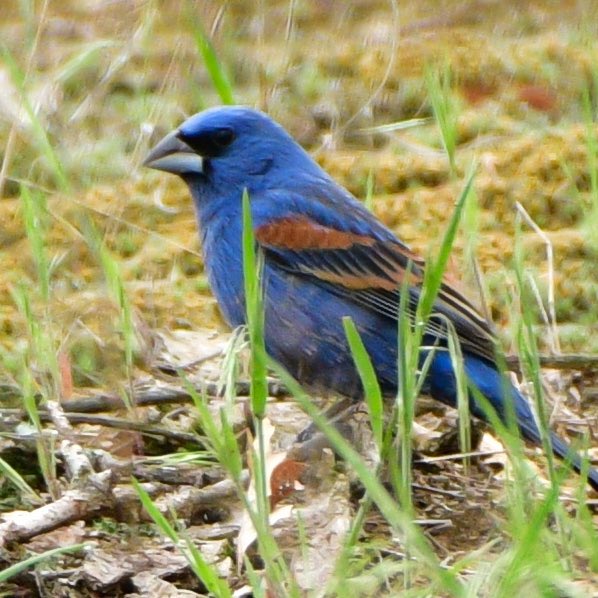 This Blue Grosbeak was an unexpected lifer yesterday while checking out the Lark Sparrow breeding grounds. I love a bird in blue. 💙💙💙
Oak Openings Metropark
Biggest Week in American Birding
#BWIAB #Birds #BirdTwitter #TwitterBirds