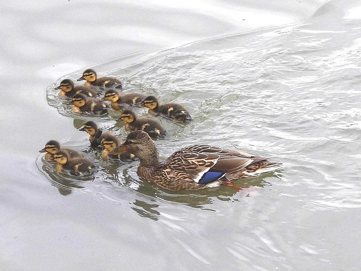 Another for #MallardMonday 

Here's the ten Mallard chicks I was telling you about the other day.