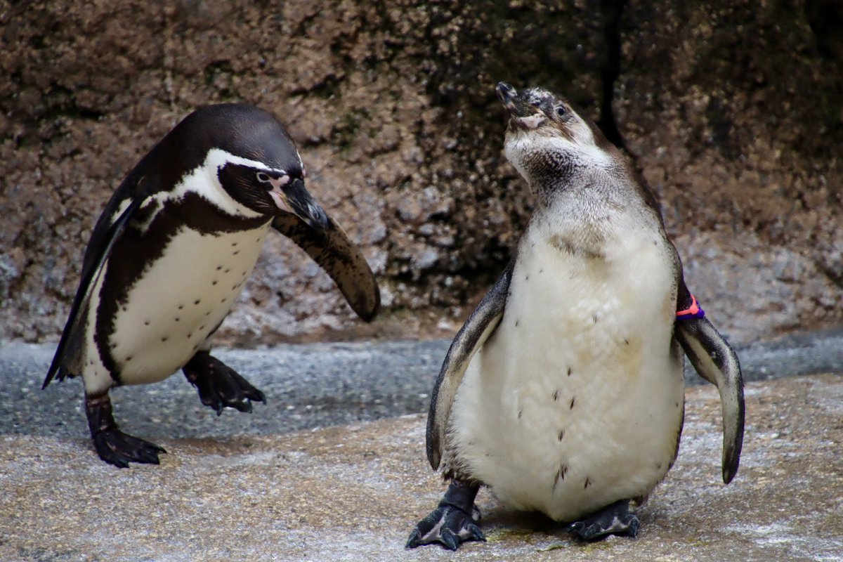 「う、やられるっ...！」
#長崎ペンギン水族館
#フンボルトペンギン
