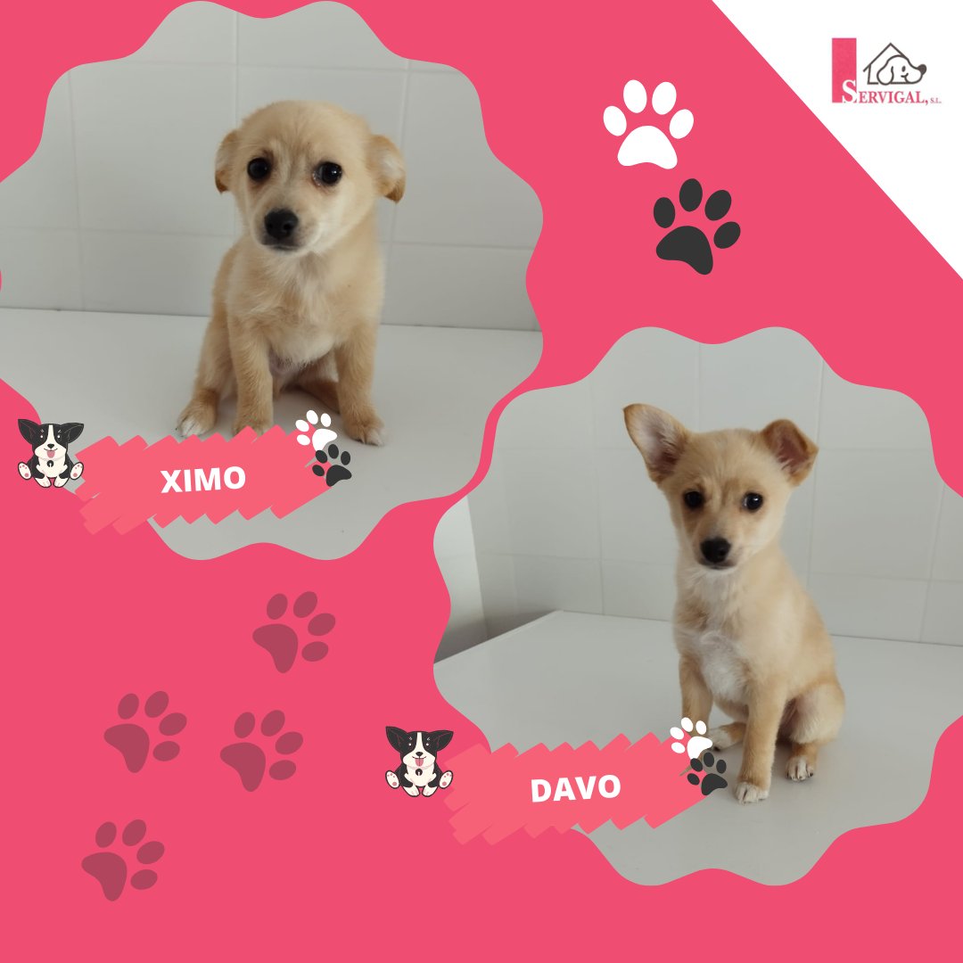 LaceriaServigal's tweet photo. ¡Dos cachorritos 🐶buscando hogar! Nos pueden los colores💙y les hemos llamado #Davo y #Ximo. Seguro que encajan en familia donde el amor por el #Dépor no falte.
¿Te ves🍍animando al @RCDeportivo y festejando goles de Davo y @ximo_navarro27 con ellos?
📞Llámanos al 981 263 093 https://t.co/Z8elXkFCAk