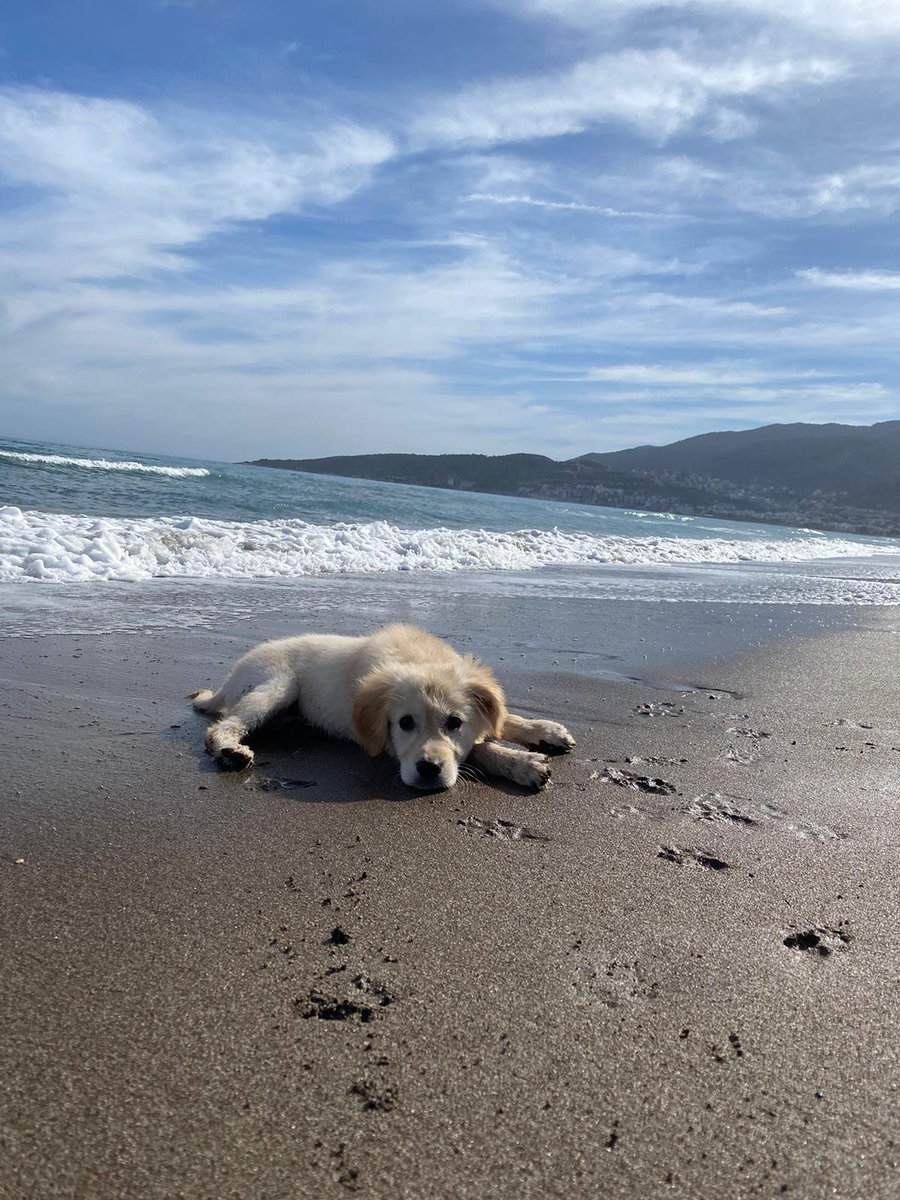 Hürrem Sultan'ın tatlılık halis mi