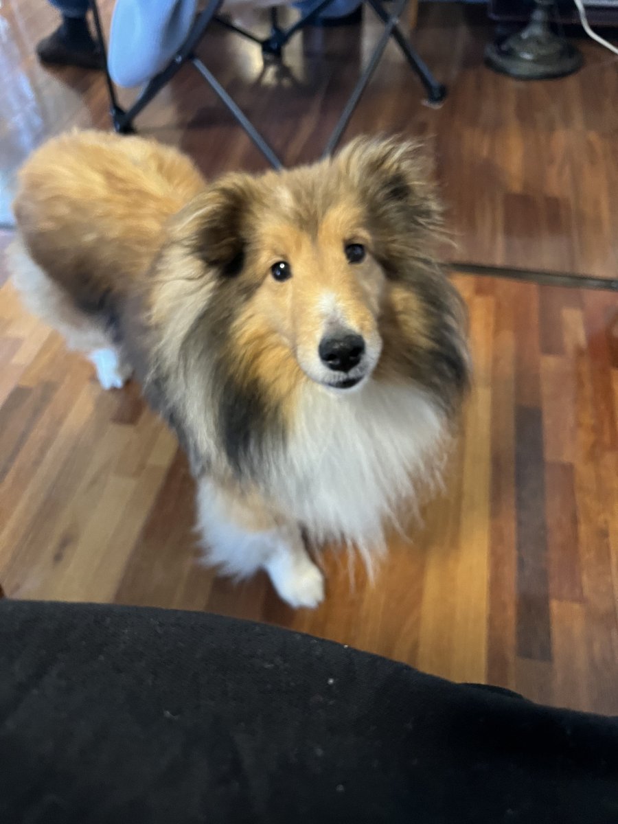 Hana, 7years old Female
Shetland Sheepdog

先日実家の両親が7歳のメスのシェルティ（シェットランドシープドッグ）をお迎えしました
名前はハナさん
普通のペットでは無く、ブリーダーのショー犬だったそうで

#ShetlandSheepdog
#シェットランドシープドッグ 
#シェルティ