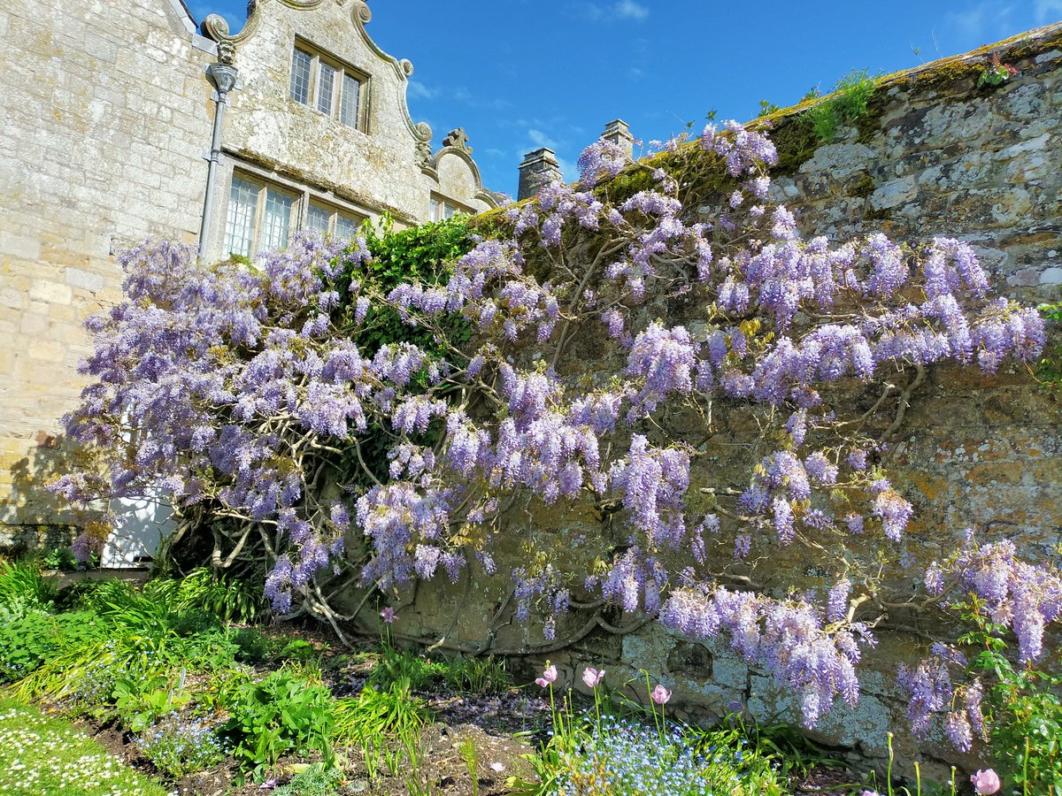 A splash of colour #Wisteria #Trerice #Kernow #LoveCornwall #Wellbeing
