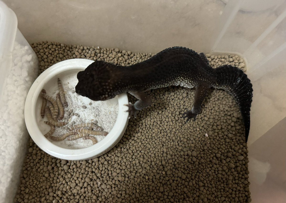 Spring_Garden__'s tweet image. そういえば、ミルワームのみの飼育でも、無事ベビーうまれてます。

#レオパ　#レオパードゲッコー　#爬虫類