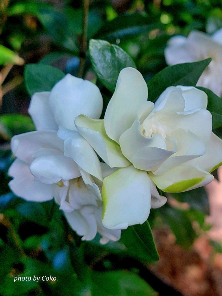 My patio comfort. The smell of jasmine to the left of me. The smell of the first blooms of our Gardenias to the right of me. All is well this morning. #photography #FlowersOfTwitter #GardeningTwitter #GardeningX #SpringVibes #MondayMood #Florida 😔