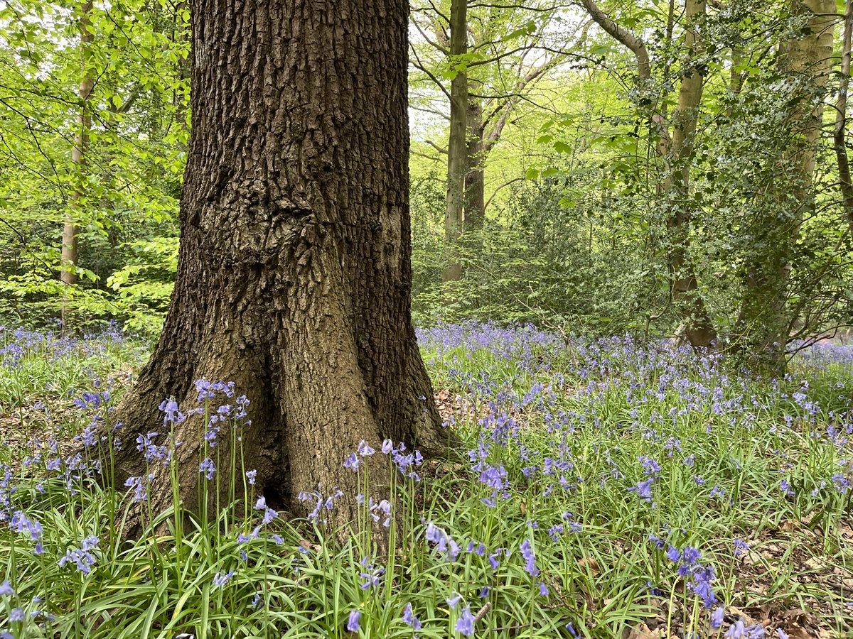 Really enjoying the bluebells in Roundhay park this weekend 🌳🌤️ ⁦@loveleedsparks⁩ ⁦@LeedsParks⁩ ⁦@ForpLeeds⁩