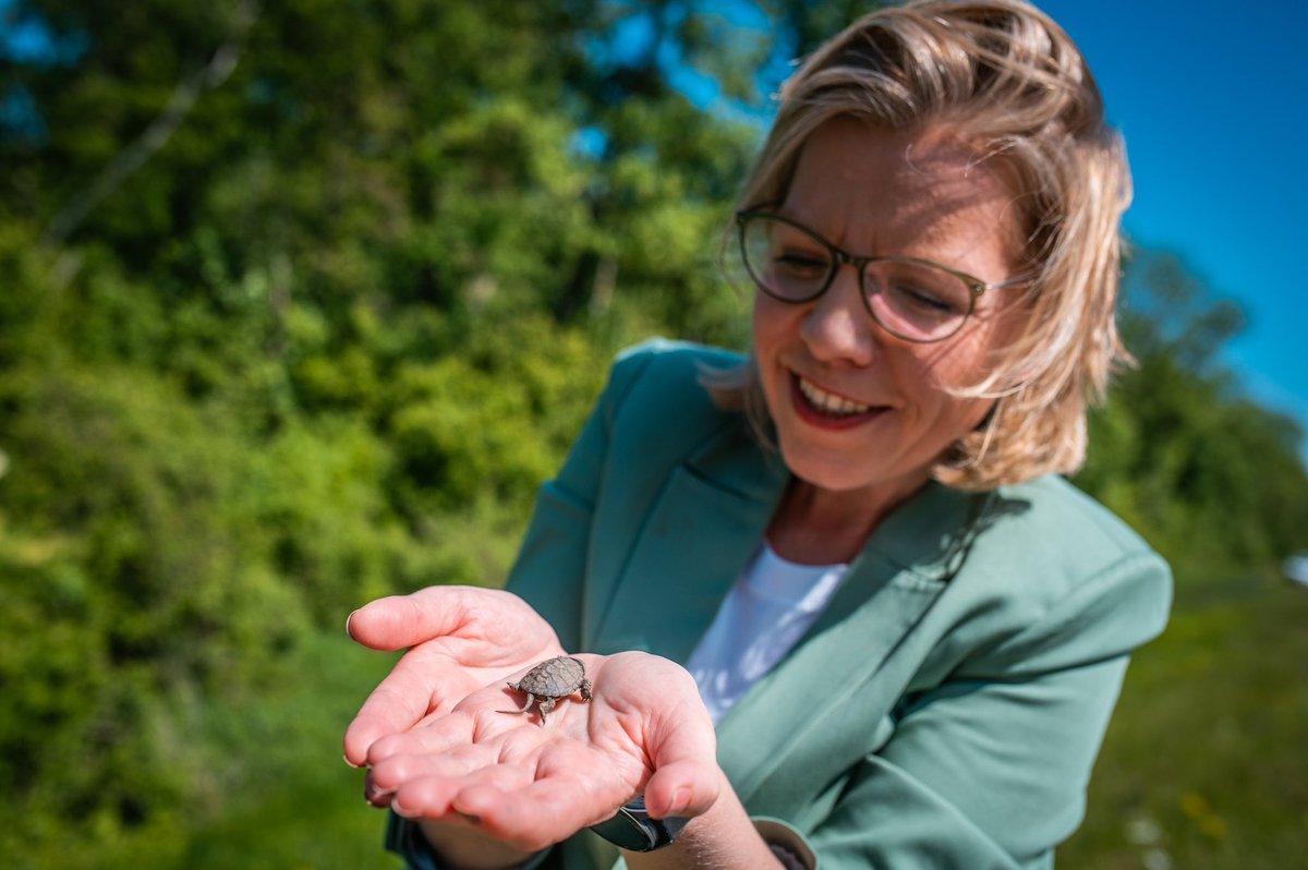 Wusstet ihr, dass die vom Aussterben bedrohte Europäische #Sumpfschildkröte noch einen Lebensraum in Österreich hat? 🐢 Es ist faszinierend, dass mitten im Ballungsraum Wien-Bratislava die Schildkrötenpopulation in der Aulandschaft des #Nationalparks erhalten werden konnte. (1/2)