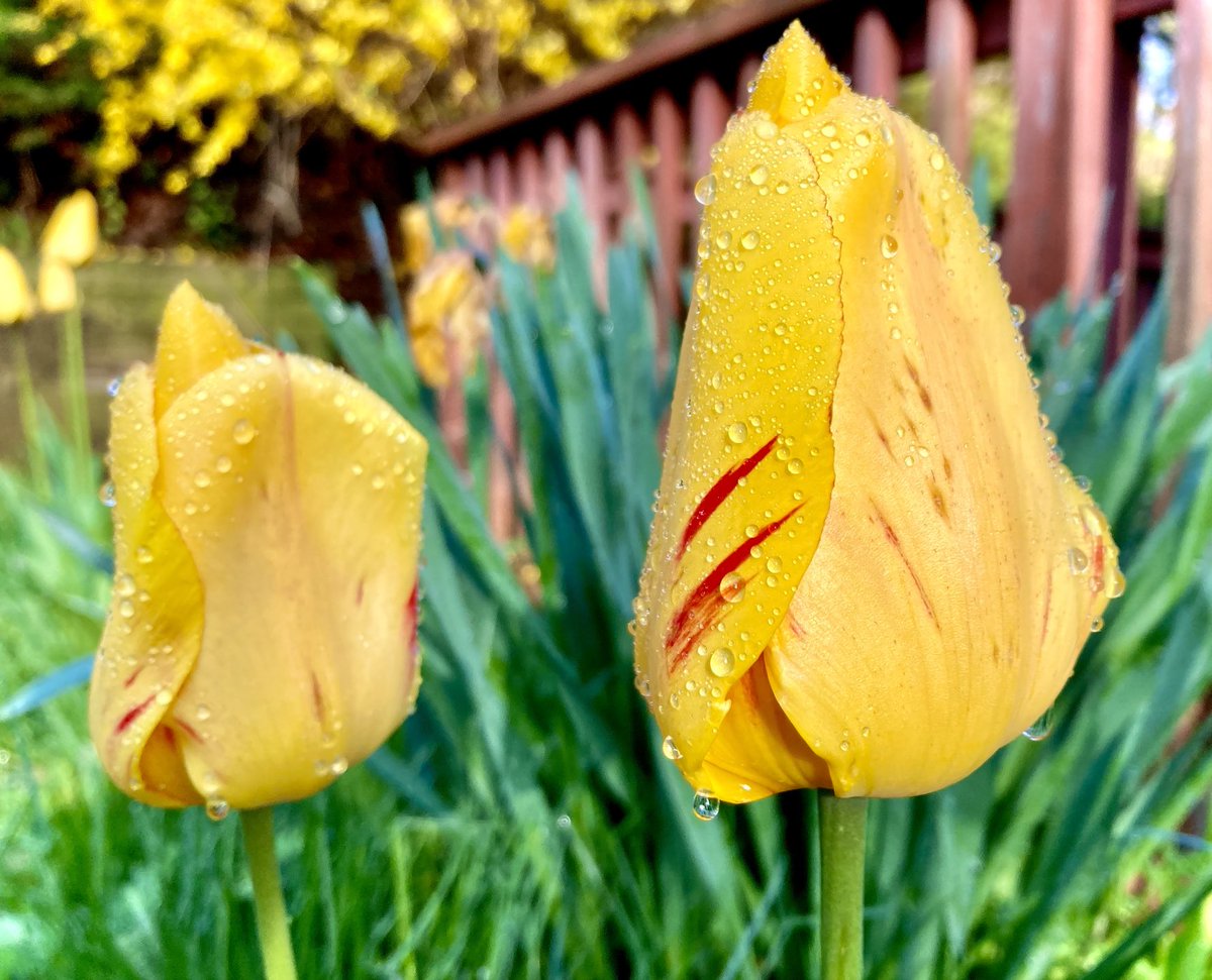 #NaturePhotography
#Naturephotography
#photography #Photography 
#nature #naturelovers
#flower #raindrop #tulip
 #outside #seasons #flowergarden
#May  #naturesbeauty #garden
#Spring #Monday