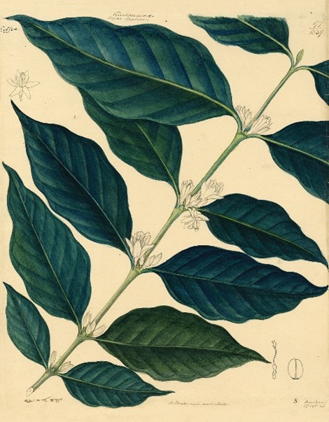 Did you know Coffee arabica, the most cultivated coffee species, is under threat due to climate crisis? ☕ Visit ‘Connecting Histories’ to observe intricate Indian botanical illustrations and the Garden’s long links to India. Until 6 May John Hope Gateway FREE @TheBotanics