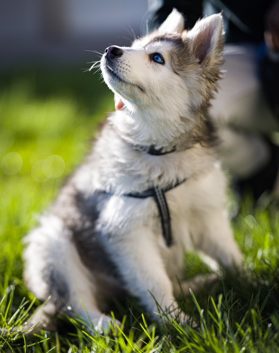 #pomsky #canonr3