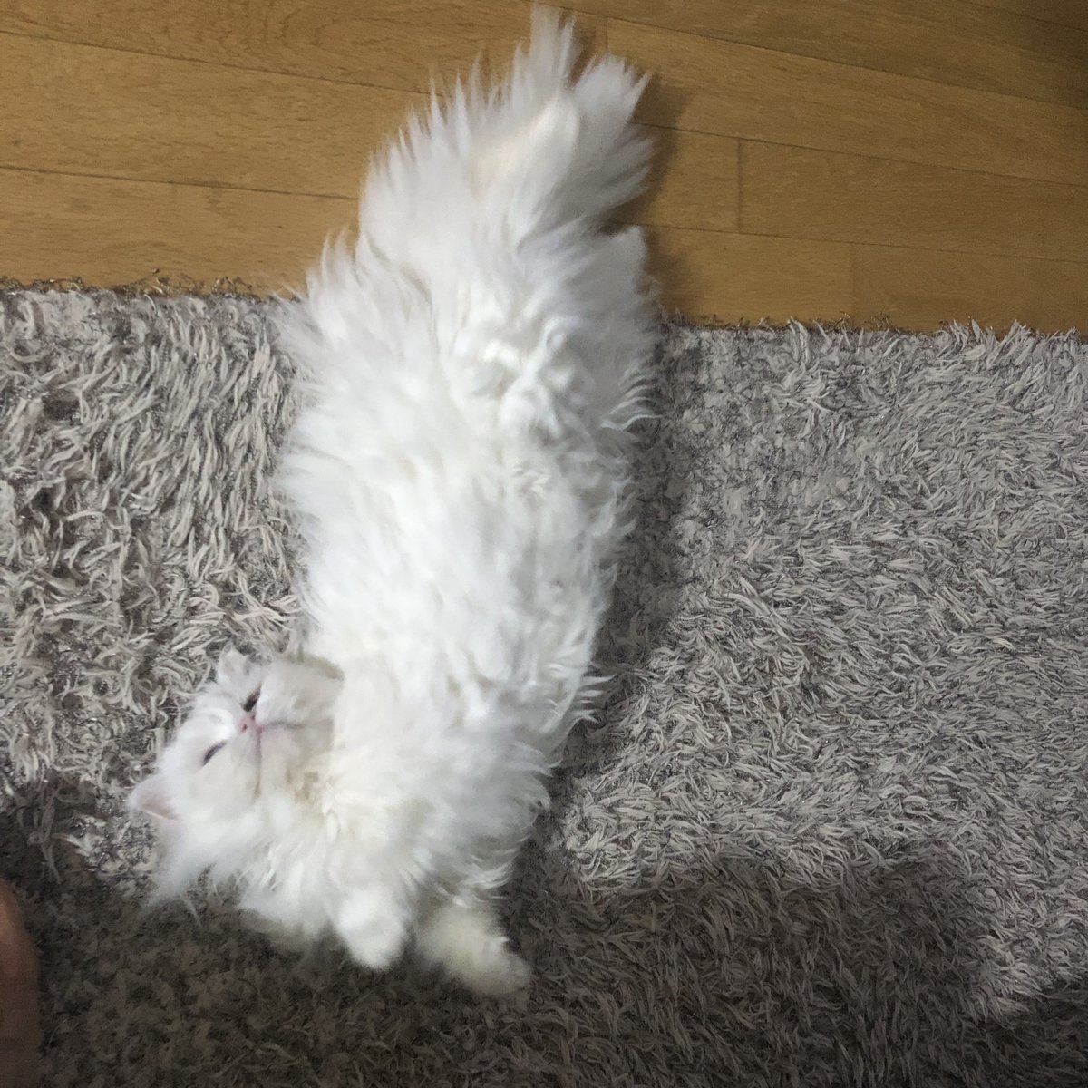 jujin1567809's tweet image. #猫 #고양이 #Cat