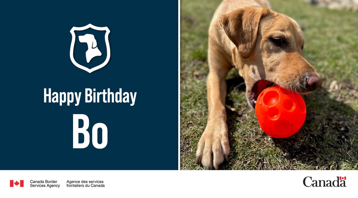Happy birthday #DetectorDog Bo! A master at barking up the right trees, #K9 Bo has intercepted thousands of prohibited food, plant, and animal products. Learn about the #CBSA’s Detector Dog program: ow.ly/m2RE50RvWr5 #DogsWithJobs