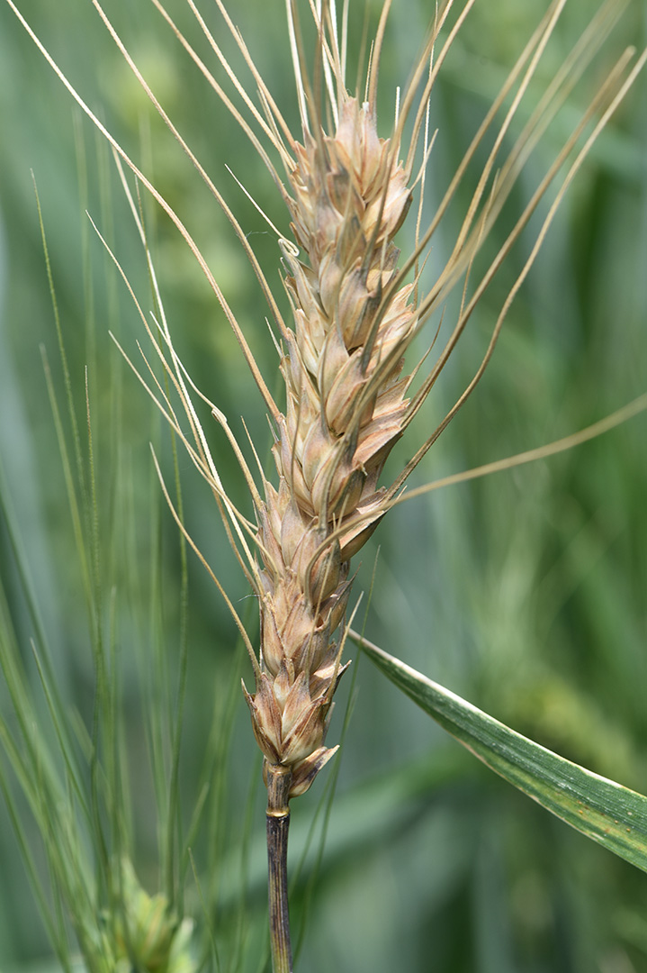 Though rare for semi-arid regions, #Fusarium head blight was present in #Nebraska Panhandle's 2023 #wheat crop & its effects have been observed in this year's crop. Review these control options to mitigate 2024 yield loss. » ow.ly/vBgB50RweAc #NebExt #ag #cropproduction