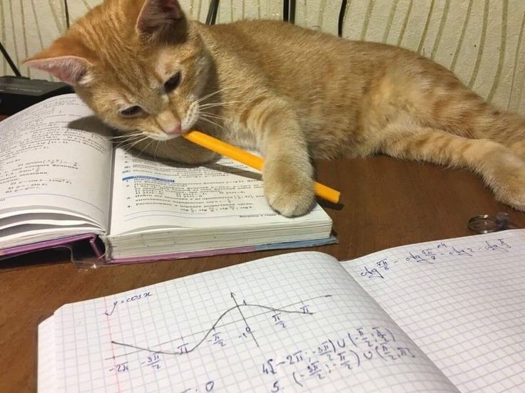He hates math as well. 😂 #adorablecats #catpics #kittens #kittenlove #kitty #cats #catlife #meow #catlove #catloversclub #cutecats #gatos #animals #CatsofTwitter #Caturday #Purrtacular #catmeme #funnycats
