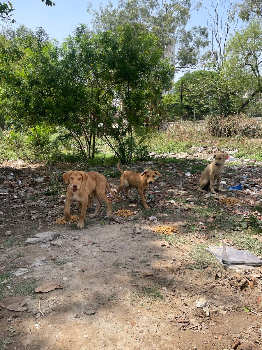 Pups rescued by kind woman who were about to be culled. She has been caring for them until we could find them a safe place. Thankfully a farmhouse has been found but it's in a neighbouring city. Please could we raise £150 to cover food and transport. PayPal:twsociety.pk@gmail.com