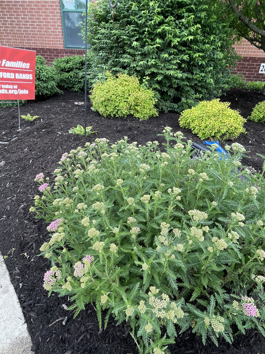 pattisonpath's tweet image. A special thank you to the Pattison PTO, Boy Scout Troop 402, and RiverHills Bank for making Pattison beautiful!