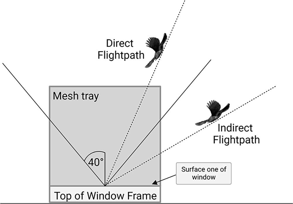 From the WJO: Evidence, consequences, and angle of strike of bird–window collisions. #ornithology meridian.allenpress.com/wjo/article/13…