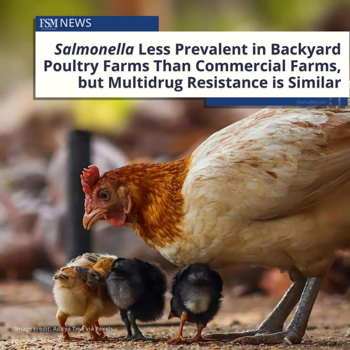 Researchers compared broiler farms of various sizes and found higher rates of #Salmonella at large commercial operations than at small backyard farms; however, multidrug-resistant isolates were found at both types of farm.

👉 MORE: brnw.ch/21wJvdZ

#foodsafety #AMR