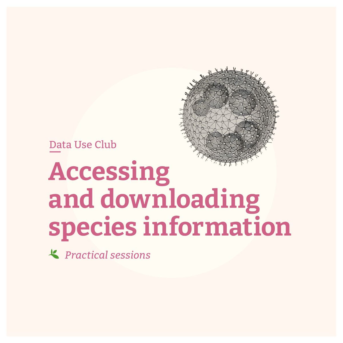 🌿 Explore beyond occurrence data on GBIF! 🐝 Join our next #DataUseClub practical session to discover the full spectrum of species information available through #GBIF and Checklistbank and how to access it 👉 gbif.org/event/1cmaX8vG…