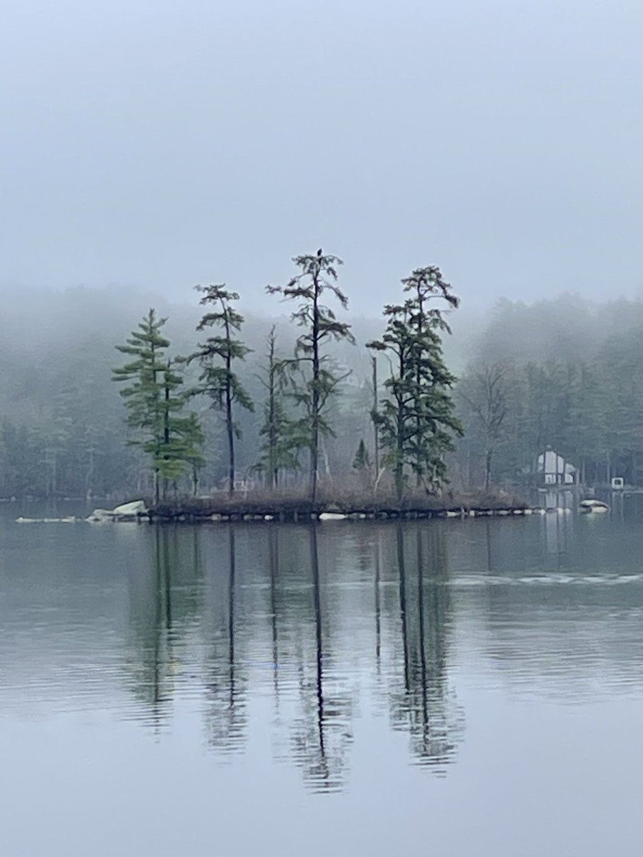 GM from Maine again! Bald eagle on the island now.