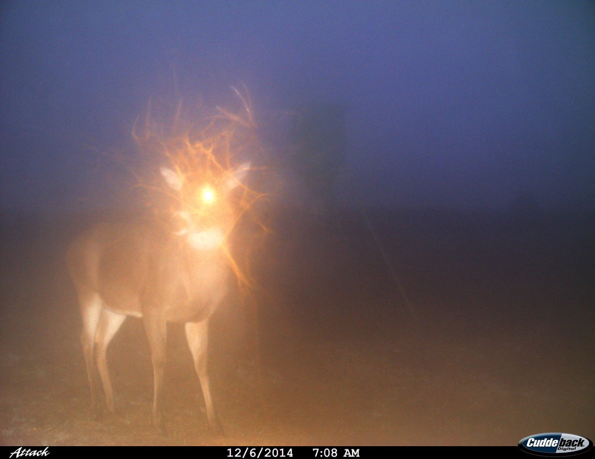 trailcam (@trail_cams) on Twitter photo 