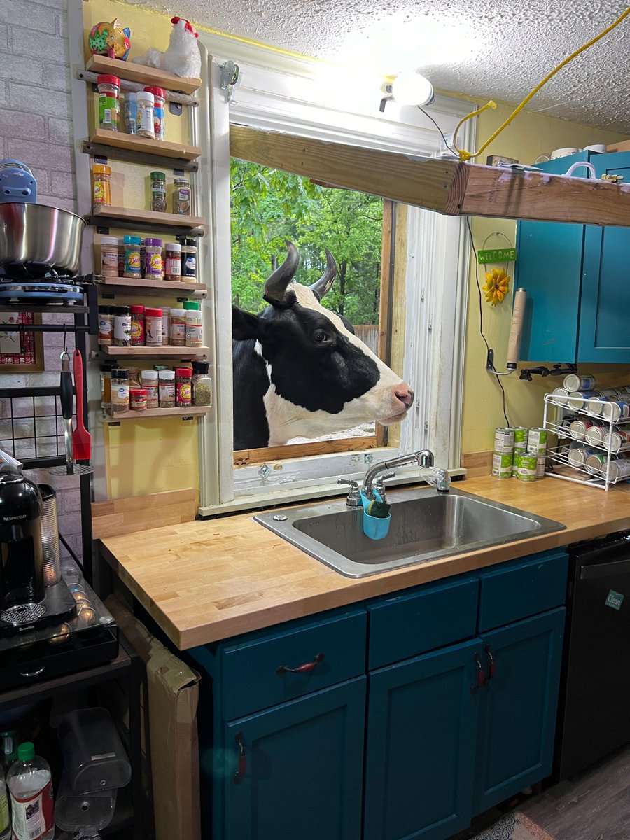 Does your kitchen window get visitors? We love our visitors so much that we converted our kitchen window into a full fledged Cow Carrot Drive Thru window that folds up and attaches to the ceiling for full access. Jenna seems quite pleased with the results!