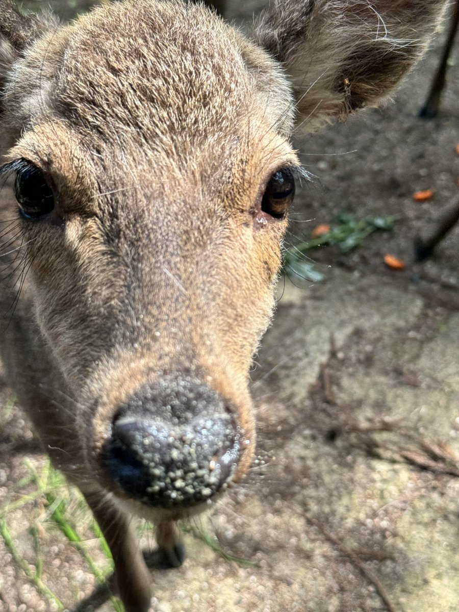 野生に戻れ言われても山に食べ物がありません。

#宮島の鹿