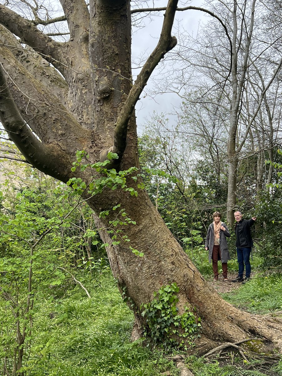 Wonderful … but ….erm ? 😳🤔 x.com/ticlme/status/… @NatFedParks @ParksAllianceUK @GreenFlagAward @forum_parks @arborsmarty @Team4Nature