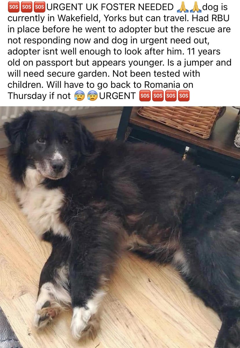 EMERGENCY Helping another rescue, can anyone help to prevent him from going back to Romania He will be sent back on transport to Romania on Thursday unless someone can help Transport is on standby for tomorrow & Wednesday, this is a matter of urgency #Yorkshire #Wakefield #York