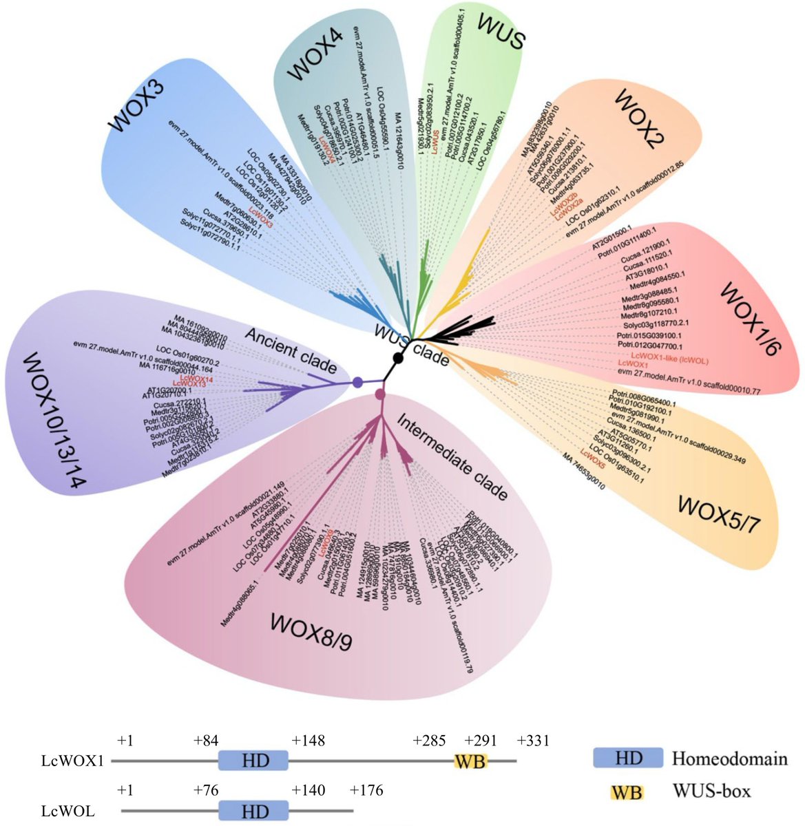 Exploring WOX gene expression during Liriodendron somatic embryogenesis offers insights into early embryo development crucial for conservation and horticultural efforts. #PlantResearch #Embryogenesis
@MaximumAcademic 
Details: maxapress.com/article/doi/10…