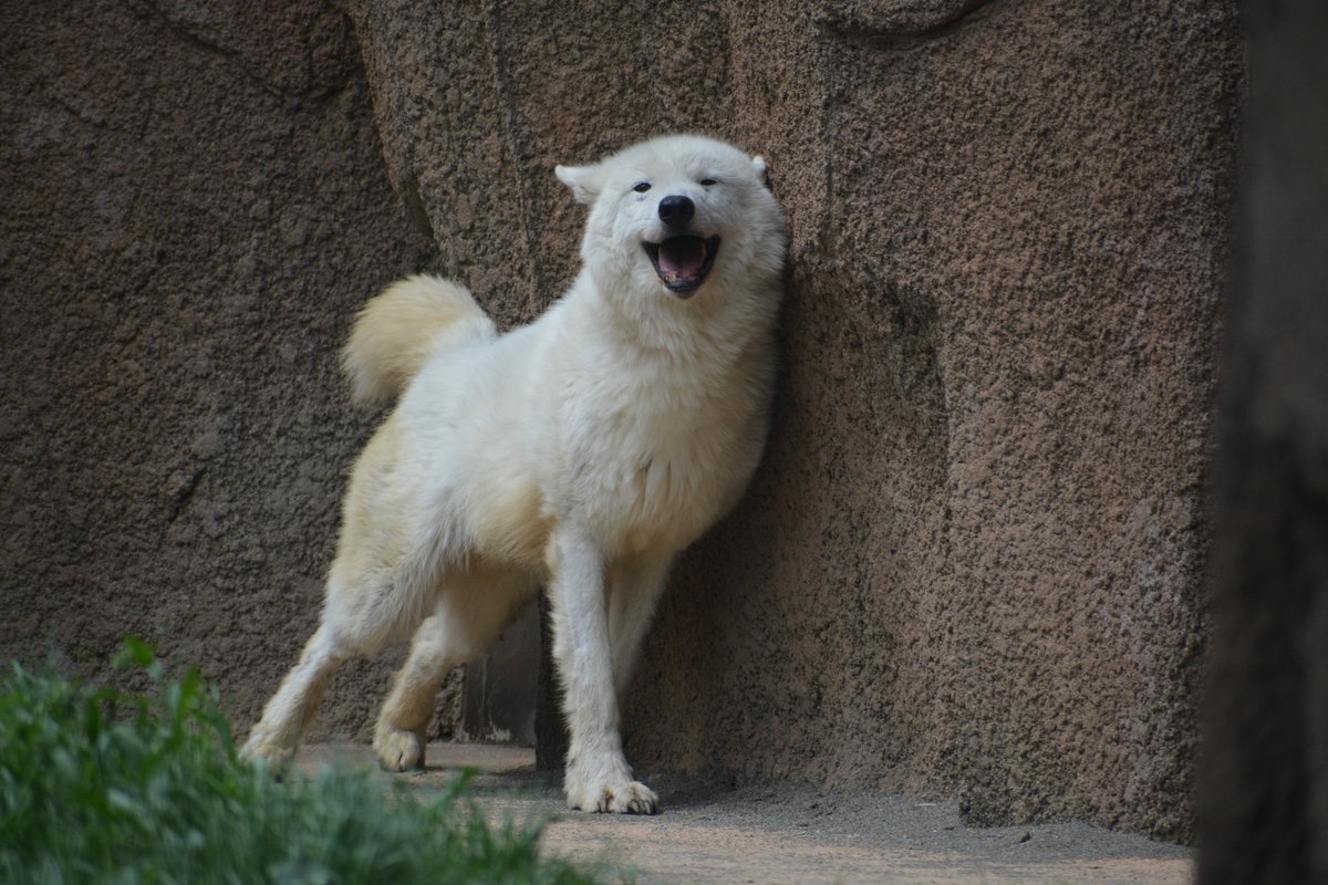 今日が5歳のお誕生日
アザリー🐺
📷2024.05.06
#那須どうぶつ王国
#ホッキョクオオカミ 
#アザリー