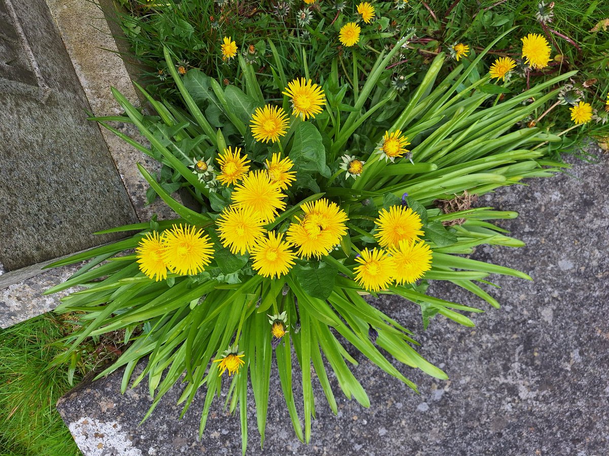 Drinking den & fire pit litter removed from Seaton Park. Does Duthie or Hazlehead Park have drinking dens or fire pits @AberdeenCC ? River Don brown with floodwater. Dandelions everywhere. #lovewhereyoulive