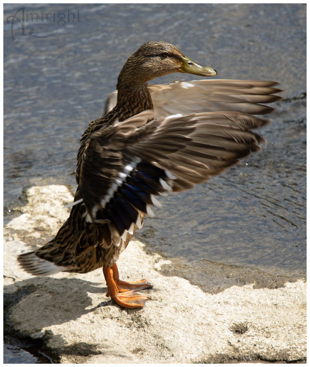 Maureen the Mallard was directing the river traffic yesterday. #MallardMonday #TwitterNatureCommunity #Birds