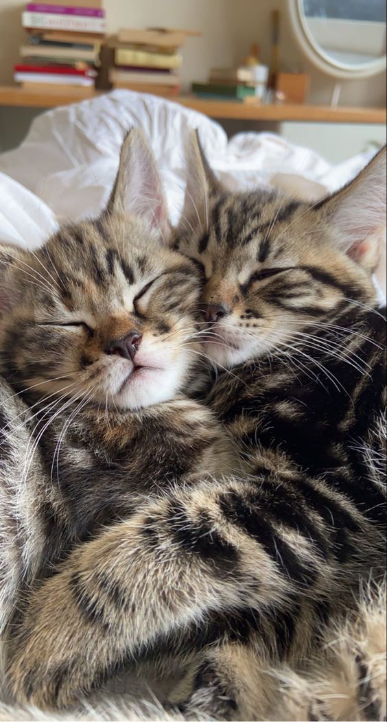 Cuddle buddy. ♥️ #adorablecats #catpics #kittens #kittenlove #kitty #cats #catlife #meow #catlove #catloversclub #cutecats #gatos #animals #CatsofTwitter #Caturday #Purrtacular