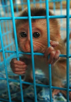 A victim of vivisection. The epitome of innocence. What he endured is so sickening and so excruciating, we can’t even try to imagine what it must feel like. #theprocessofanimaltestinghasneverbeenscientificallyvalidated @CBUK10 @CBUK22 @ArtCBUK