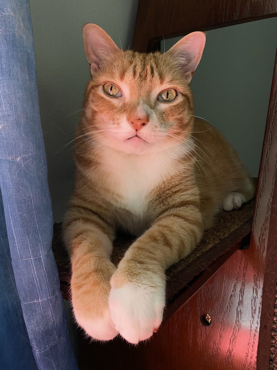 Marm says Happy Monday… hope that helped?! 🧡🤷

#MondayMorning #MondayMood #Marmalade #CuteCat #CatsOfTwitter