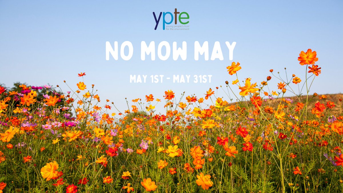 It's No Mow May! 🌱 Let your lawn grow wild to support bees, butterflies, and other pollinators. Check out our free home learning activity: Making a Wildflower Meadow! ypte.org.uk/downloads/home…