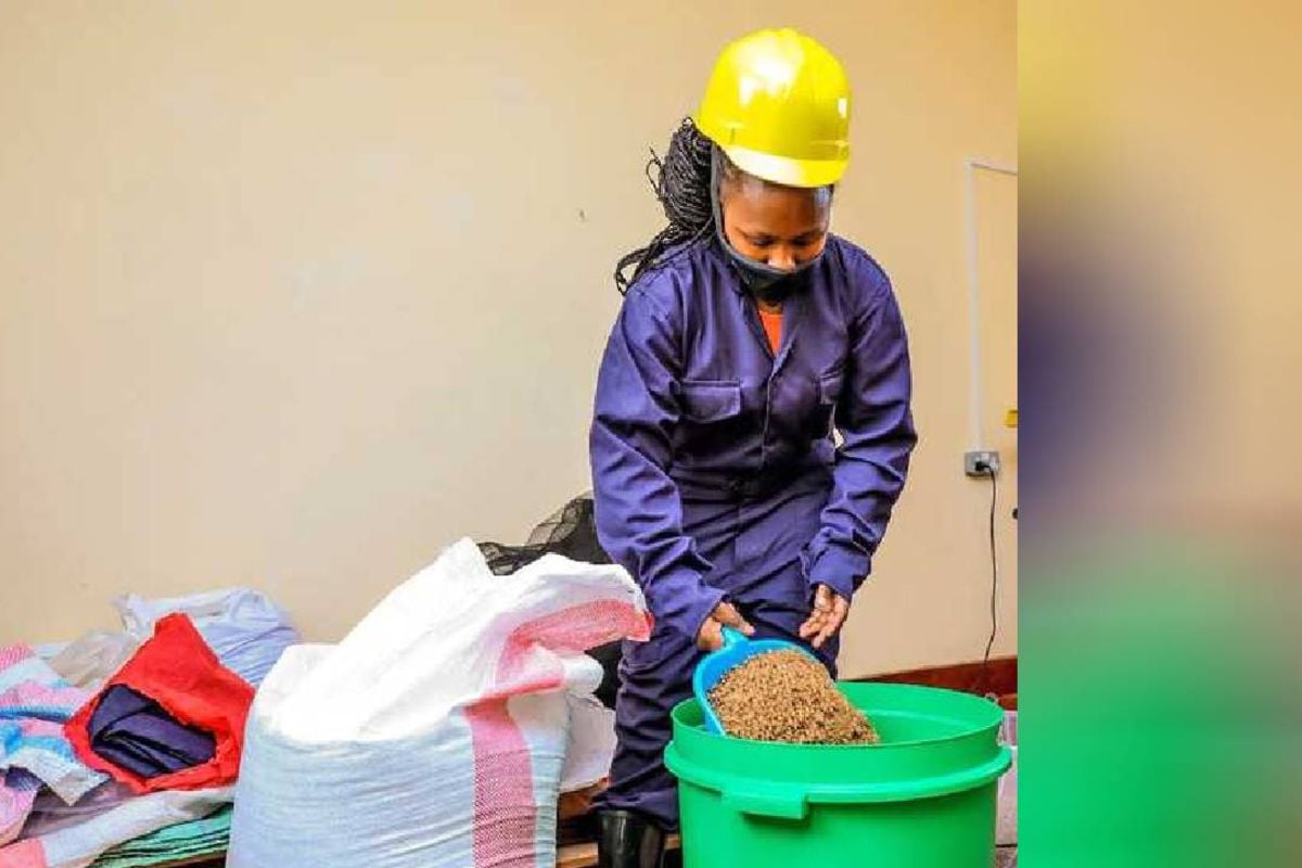 Upcycling post-harvest fish waste into animal protein nation.africa/kenya/business…
